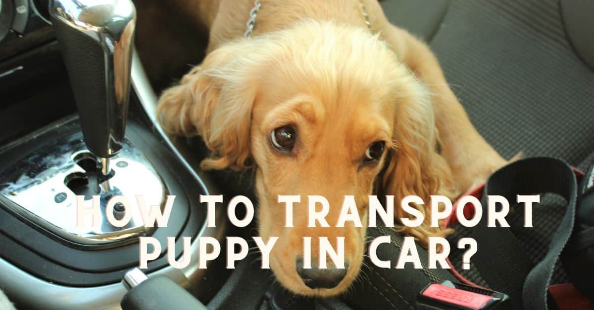 How To Safely Transport Pets In A Vehicle